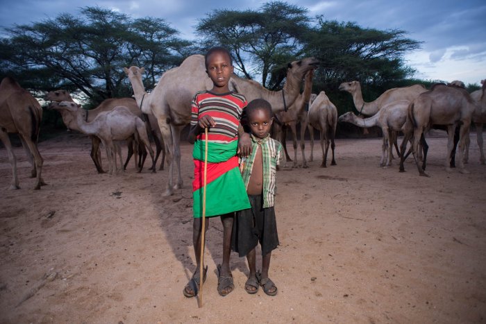 Lchekutis, Maasai Child Shepherds